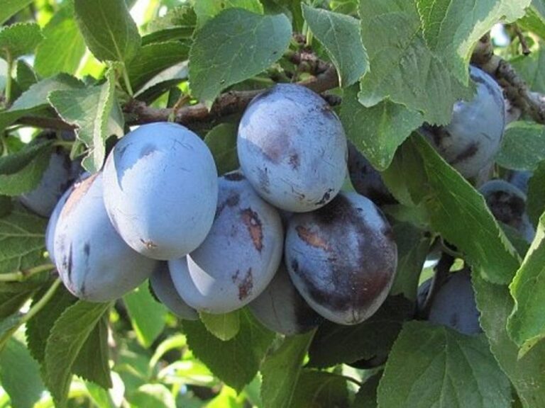 Prunus domestica "Jubileum" (Ploomipuu)
