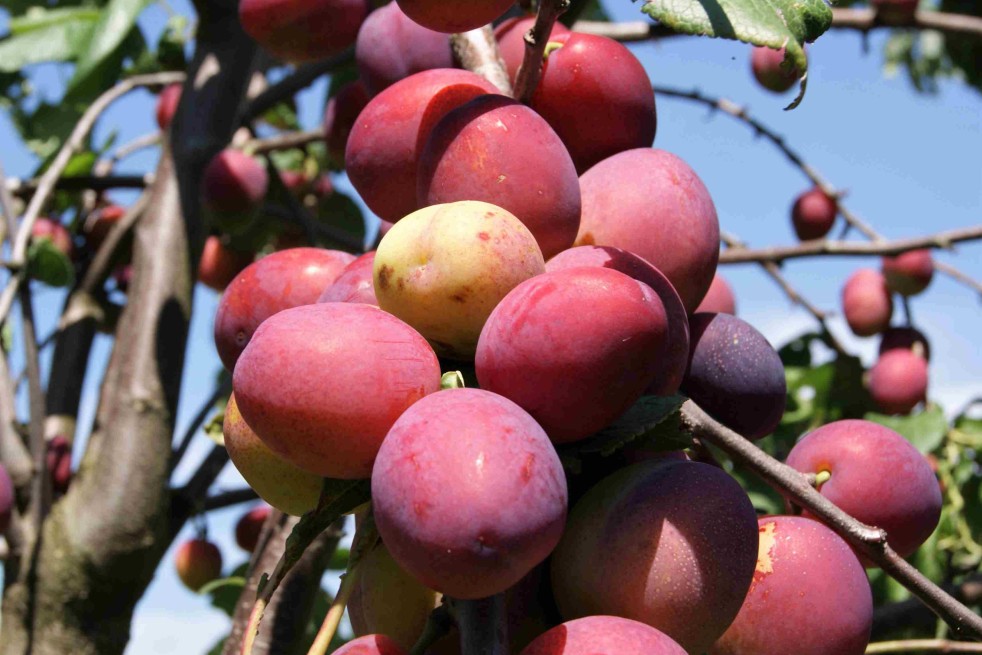 Prunus domestica "Mirabella Ruby" (luumupuu)