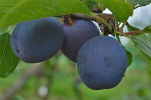 Prunus domestica "Perdrigon" (Ploomipuu)