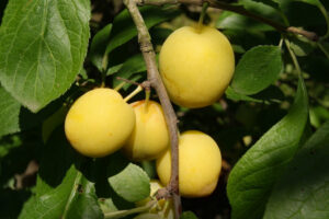 Prunus domestica "Reine Claude D'Oullins"