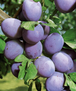 Prunus domestica "Stenley"