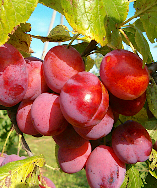 Prunus domestica "Viktoria" (slyva)