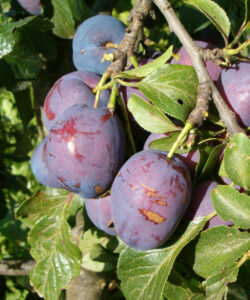 Prunus domestica "Violetta" (Ploomipuu)