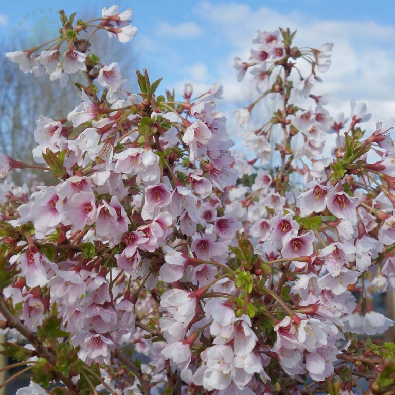 Prunus incisa "Kojou no mai"
