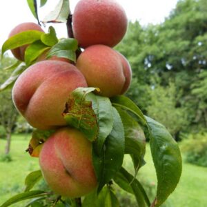 Prunus persica "Aida" (sammasvirsikupuu)