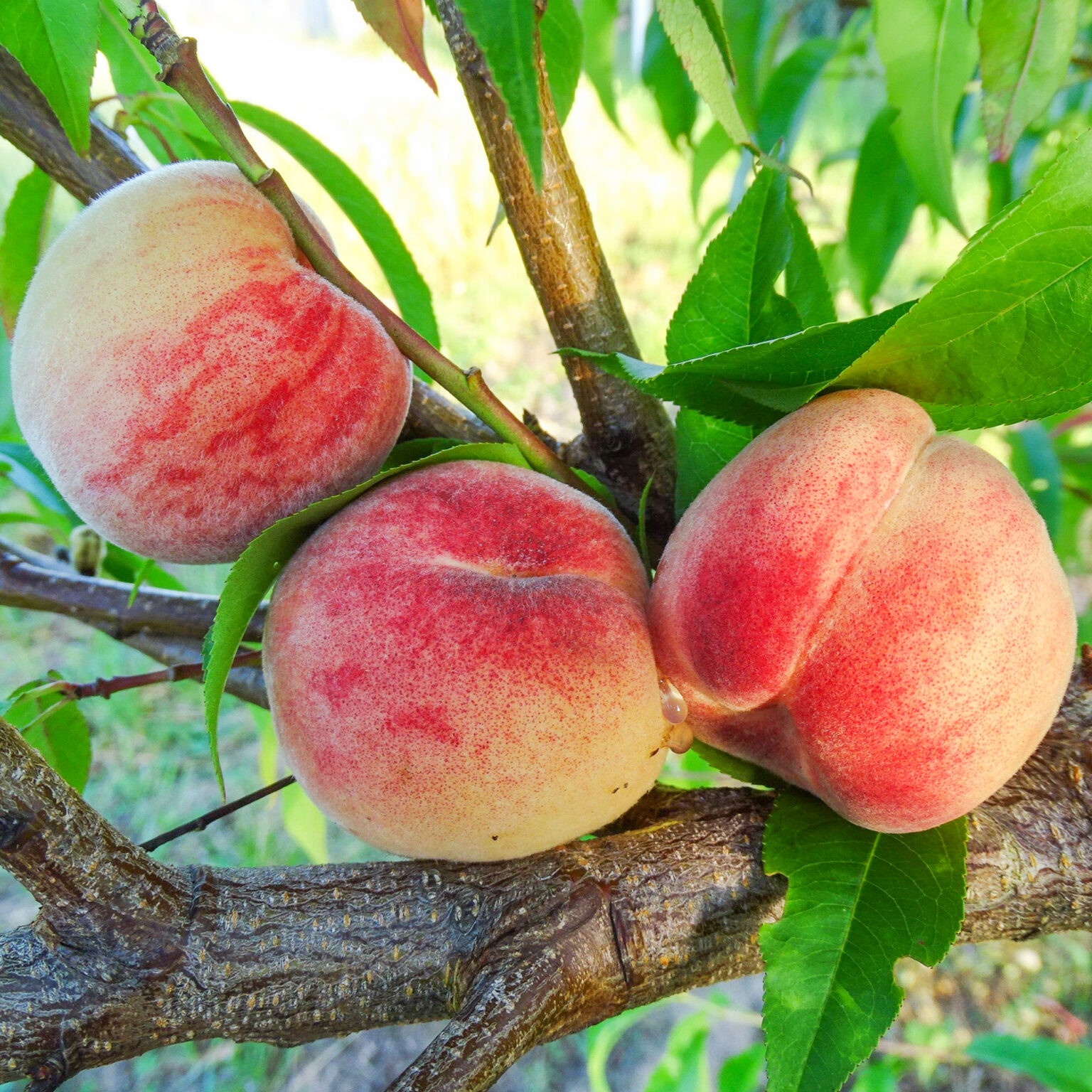 Персик "Maira" (Prunus persica "Maira")