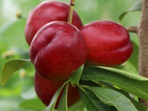 Prunus persica "Red Gold"