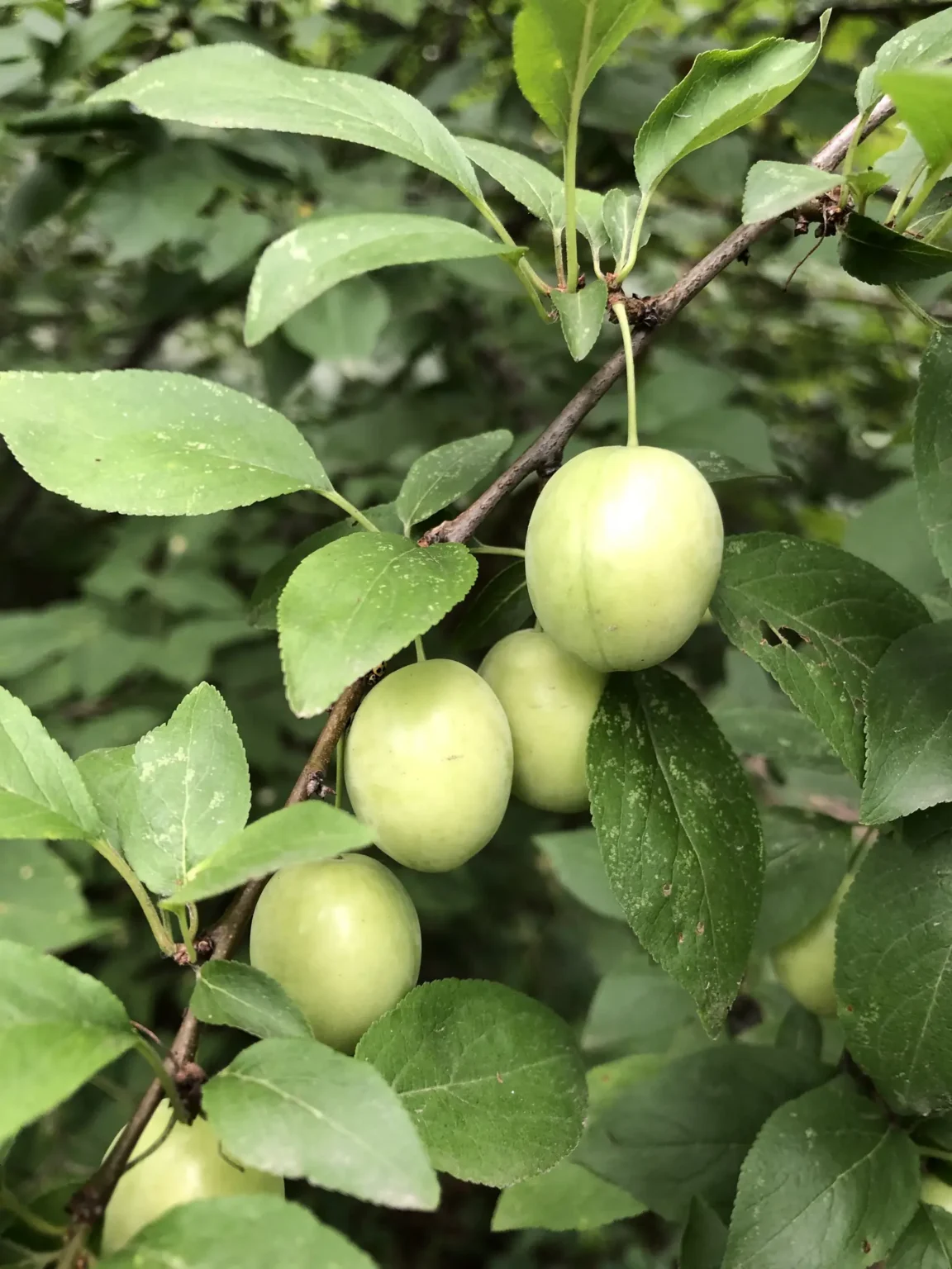 Prunus domestica "Lase"