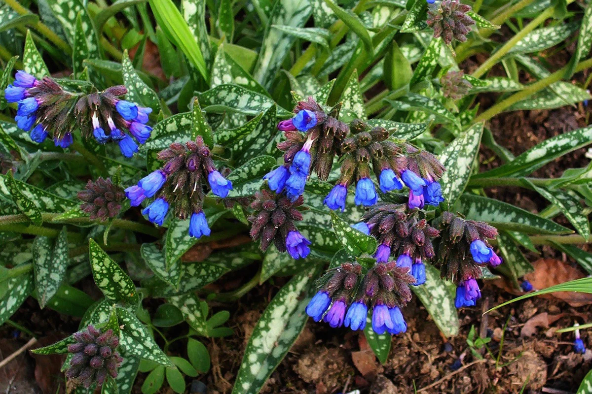 Pulmonaria longifolia "E.B. Anderson"