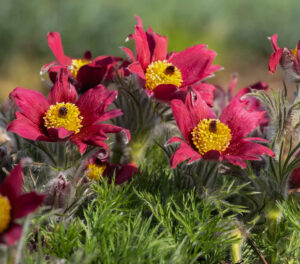 Pulsatilla vulgaris "Röde Klokke"
