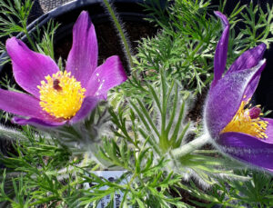 Pulsatilla vulgaris 12 cm pott