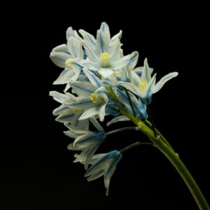 Puschkinia scilloides