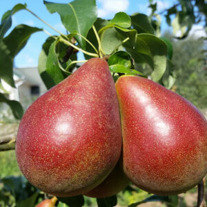 Pyrus communis "Alvita"