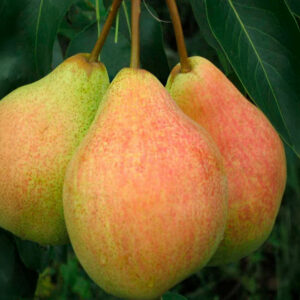 Pyrus communis "Clapp's Favourite"