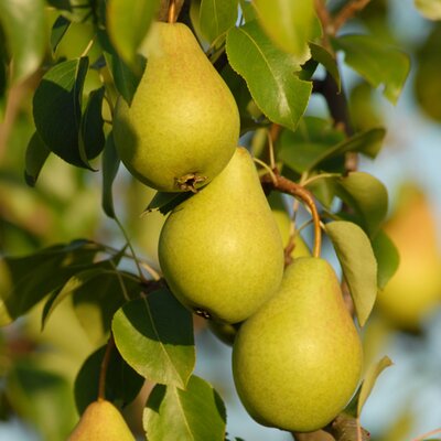 Pyrus communis "Condora"