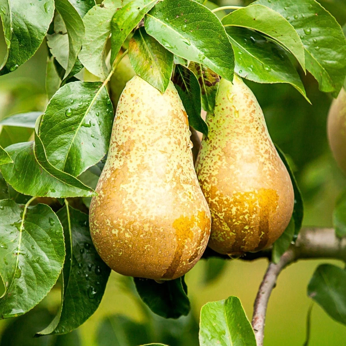 Груша обыкновенная "Conference" (Pyrus communis "Conference")