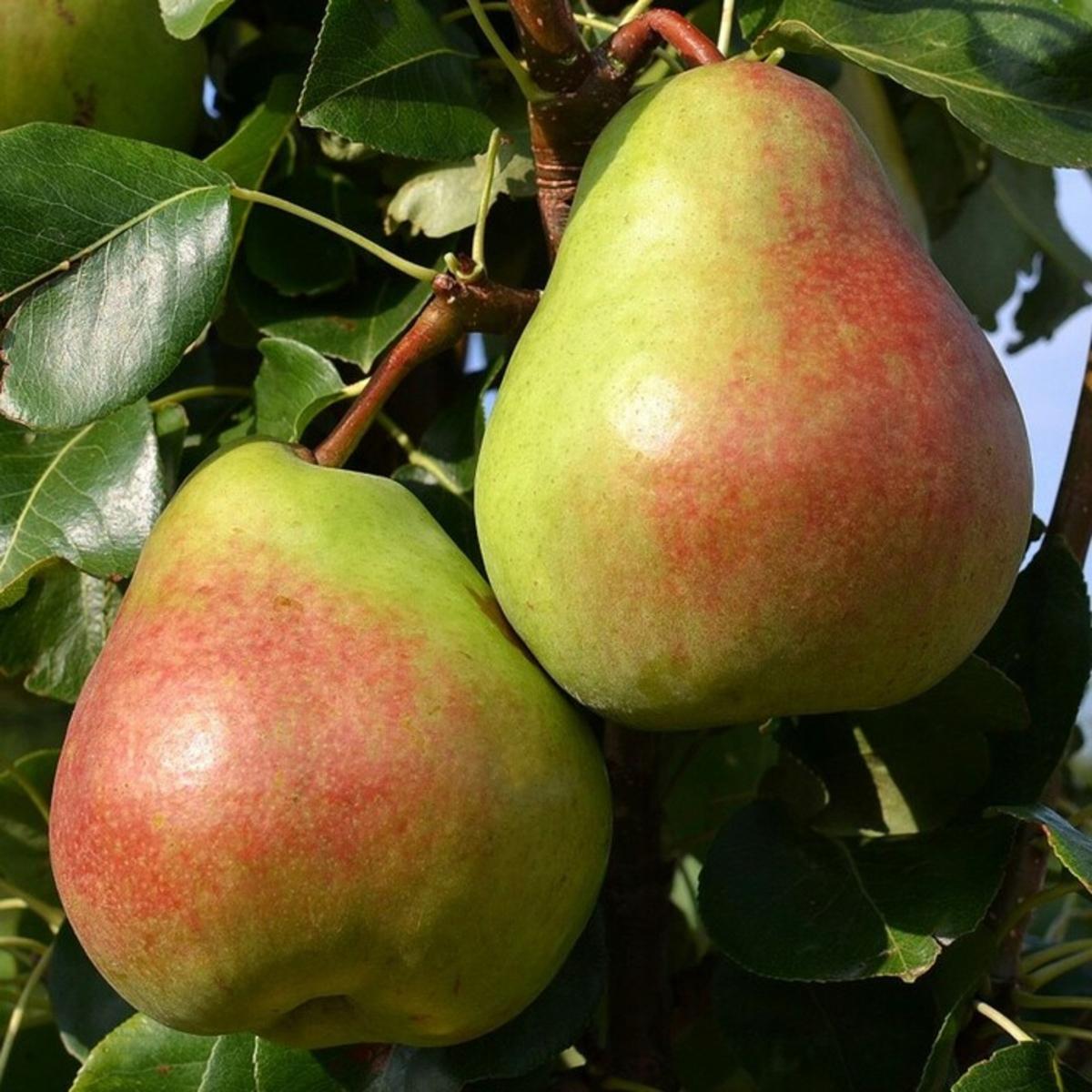 Pyrus communis "Decora"
