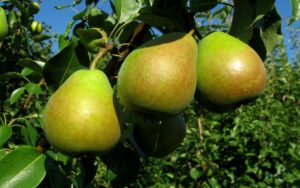 Pyrus communis "Desertnaja Rosošanskaja"