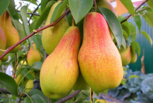 Pyrus communis "Duhmjanaja"
