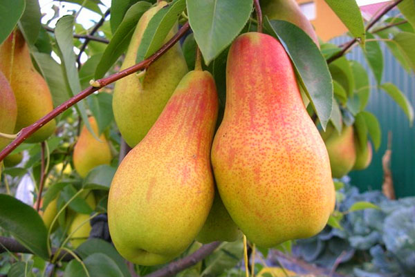 Pyrus communis "Duhmjanaja"