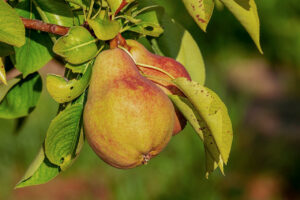 Pyrus communis "Eckehard"