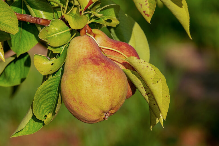 Pyrus communis "Eckehard"