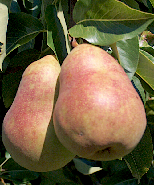 Pyrus communis "Hydrangea"