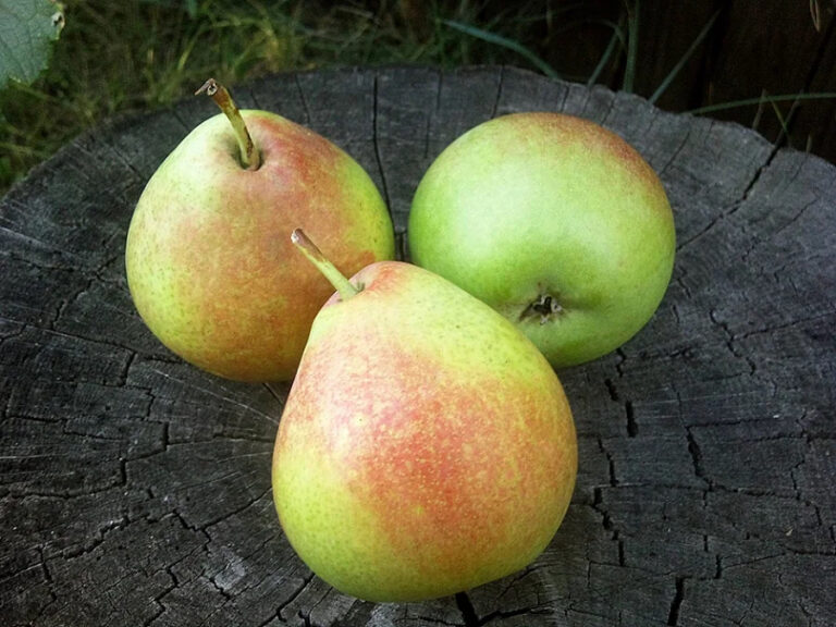 Pyrus communis "Mramornaja"