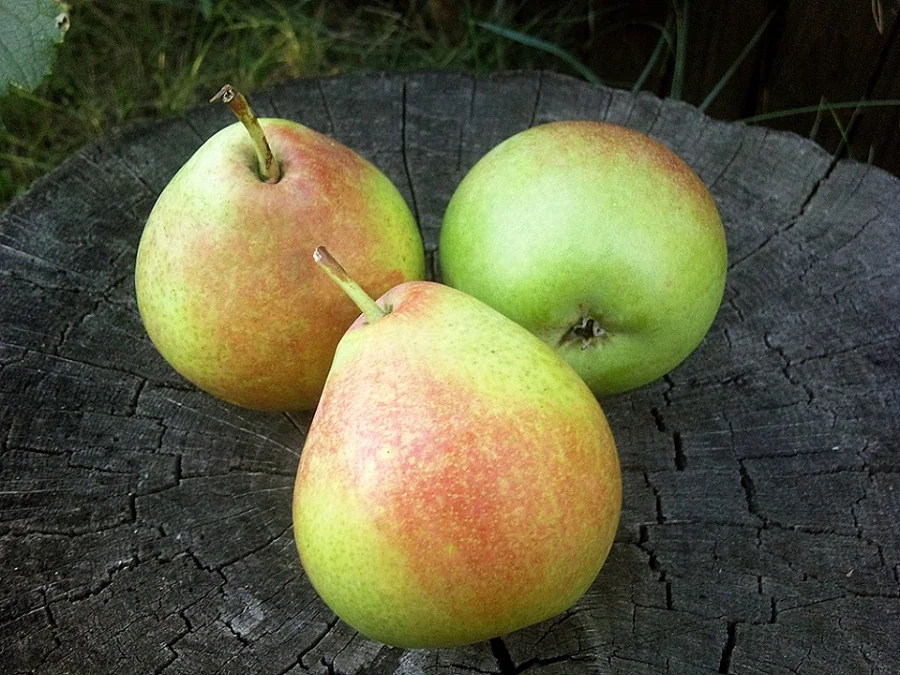 Pyrus communis "Mramornaja"