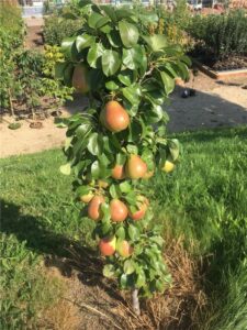 Pyrus communis "Obelisk"