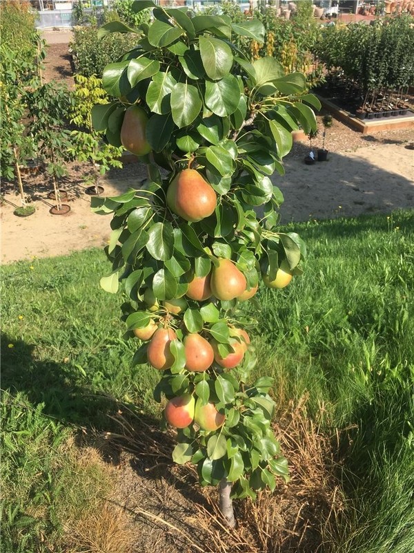 Pyrus communis "Obelisk"