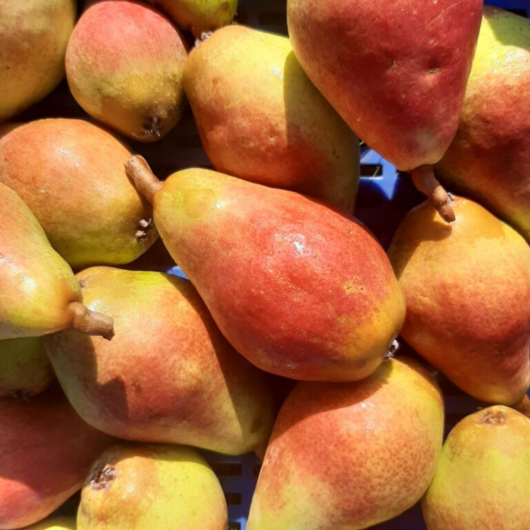 Pyrus communis "Patten"