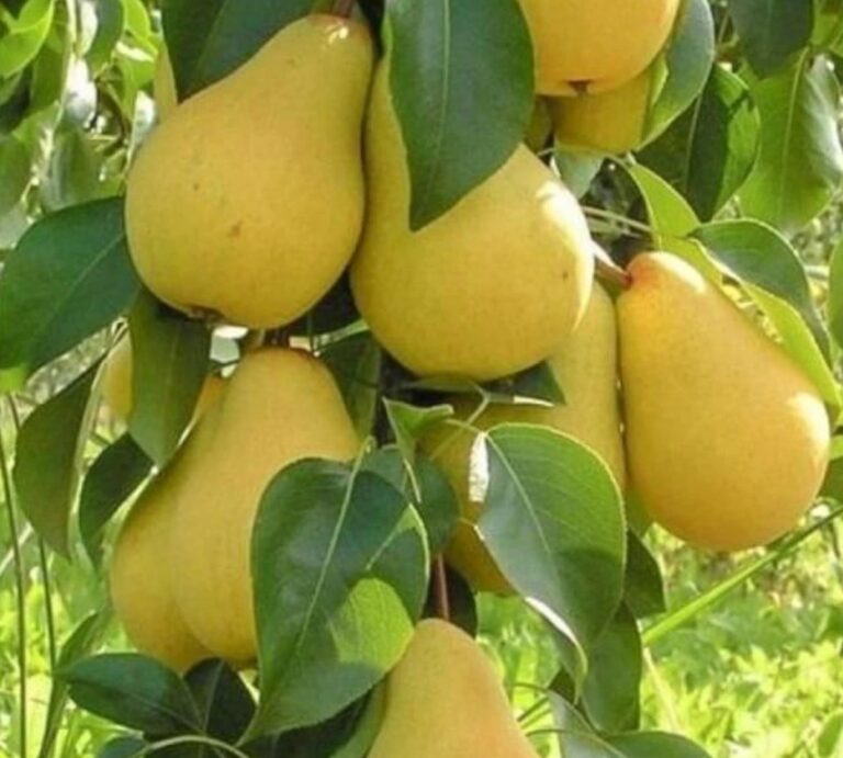 Pyrus communis "Saphira"