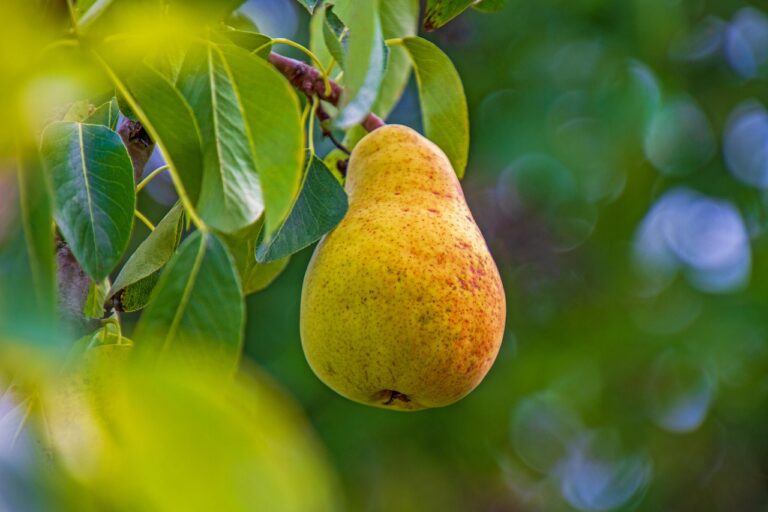 Pyrus communis "Seces 2"