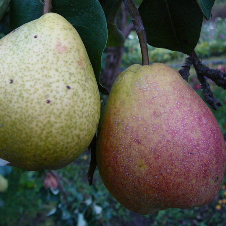 Common pear "Suve Võipirn"