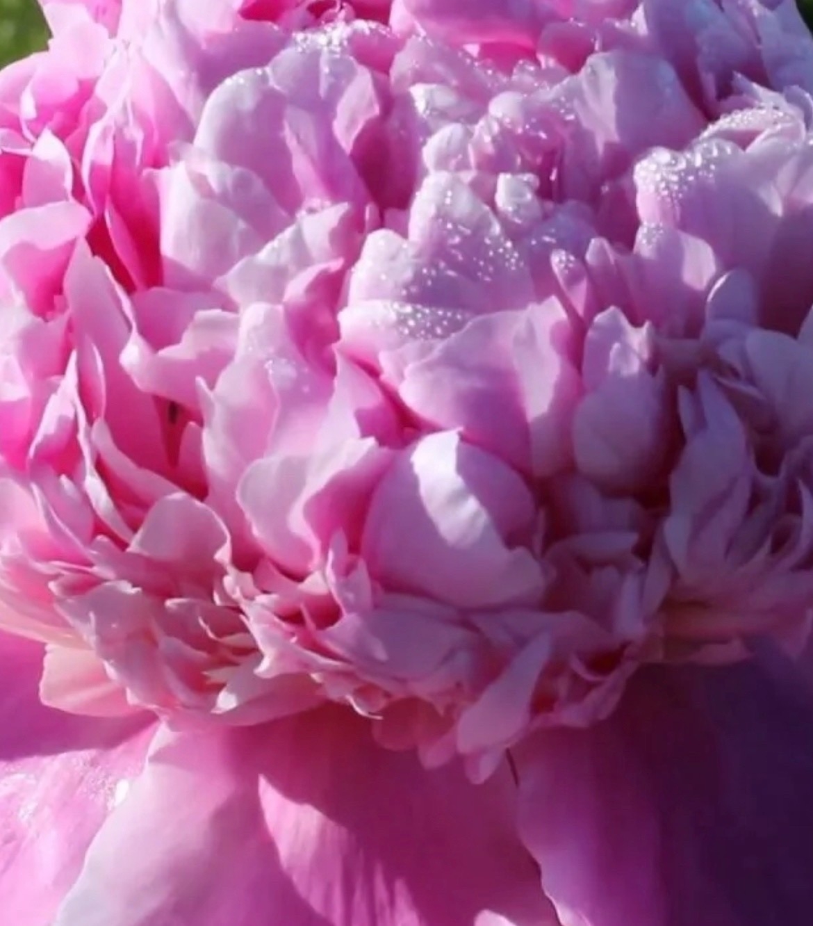 Paeonia lactiflora "Lady Anna"