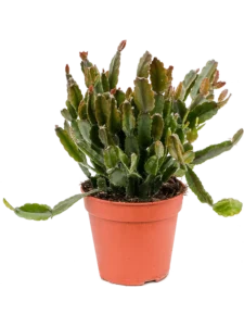 Rhipsalis agudoensis