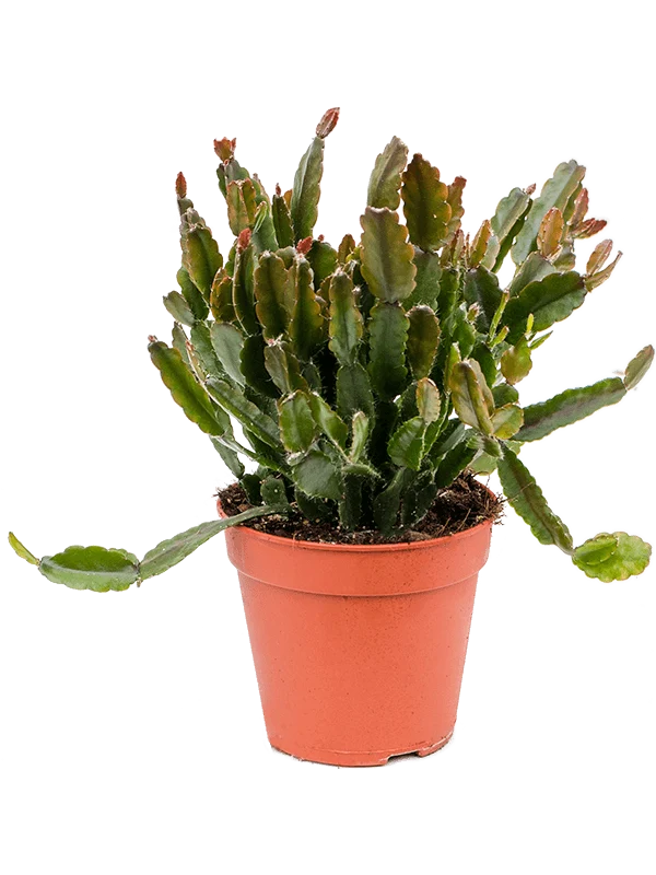Rhipsalis agudoensis