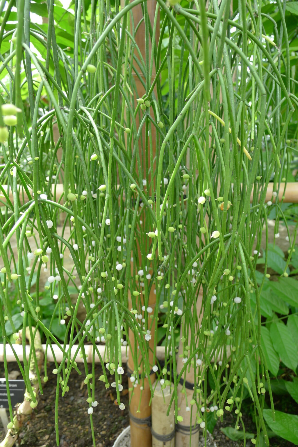 Rhipsalis