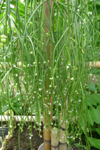 Rhipsalis