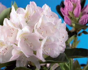 Rhododendron "Cunningham's White"