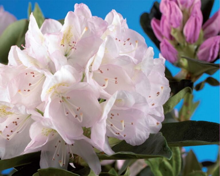 Rhododendron "Cunningham's White"