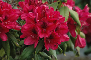 Rhododendron "Lord Roberts"