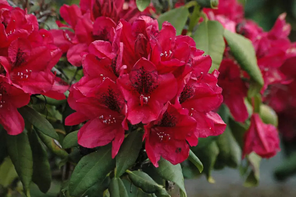 Rhododendron "Lord Roberts"