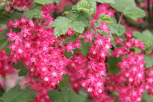 Ribes sanguineum