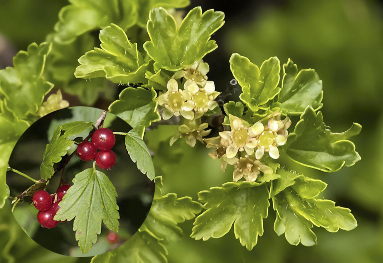 Ribes alpinum
