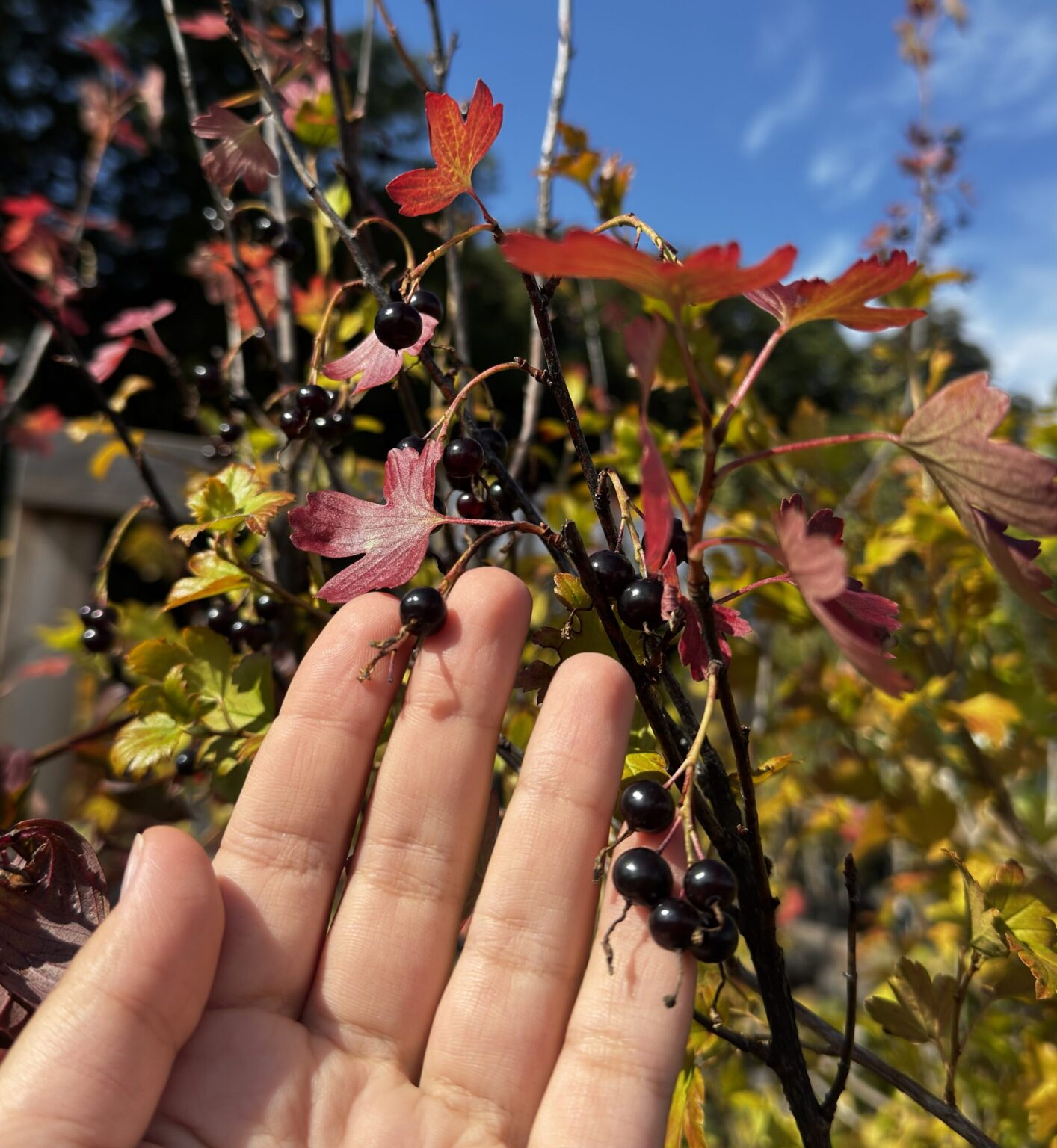 Ribes aureum