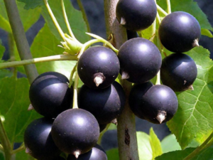 Ribes nigrum "Belorusskaja Sladkaja"