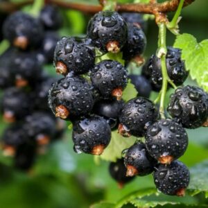 Ribes nigrum "Ben Hope"