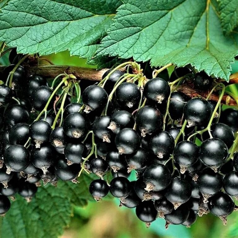 Ribes nigrum "Jadrennaja"